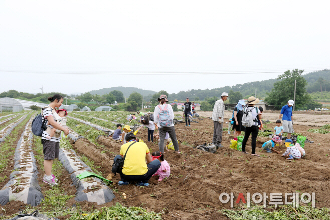 (서산)0613 팔봉산 감자 축제