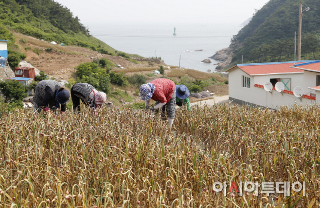 가의도 육쪽마늘 종구 수확