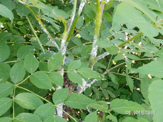 서산시 미국선녀벌레 피해상황