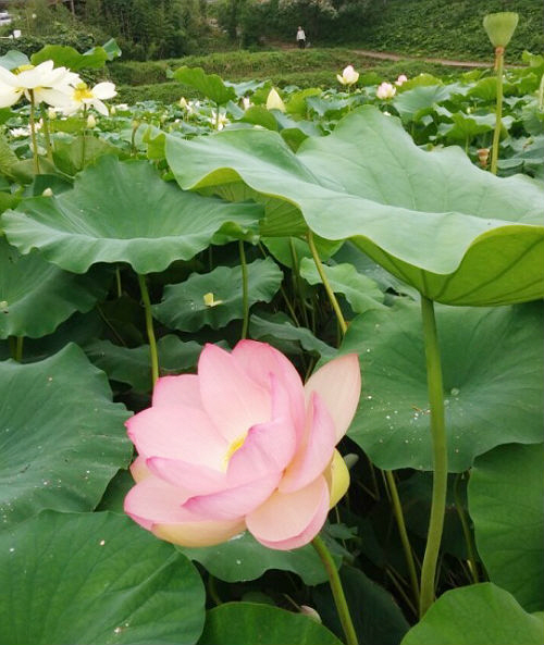 기장군, 철마면 연꽃단지 조성