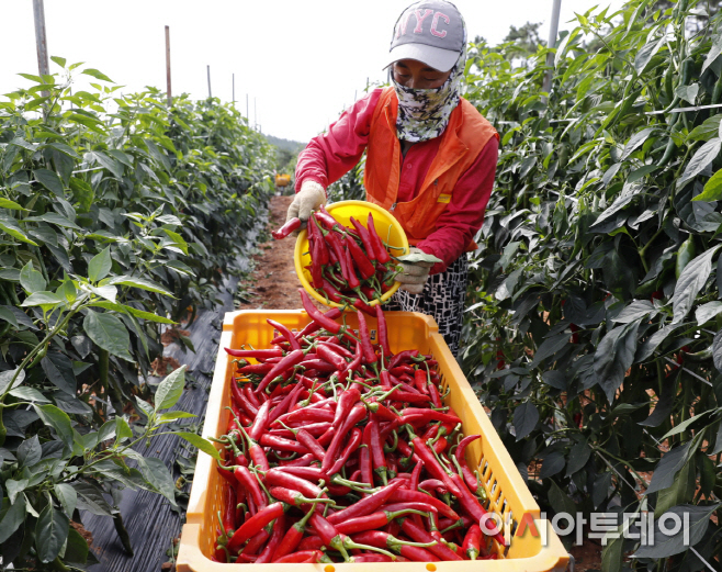태안군 고추 수확