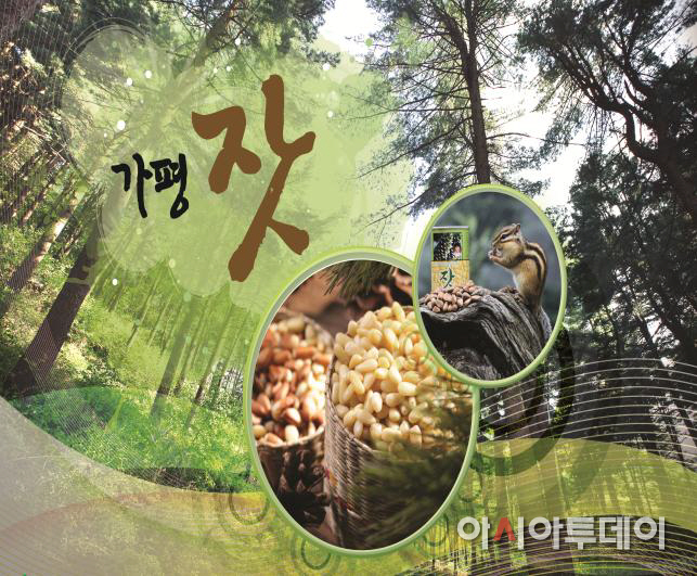 가평 잣2