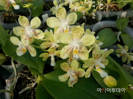 옐로우타이거