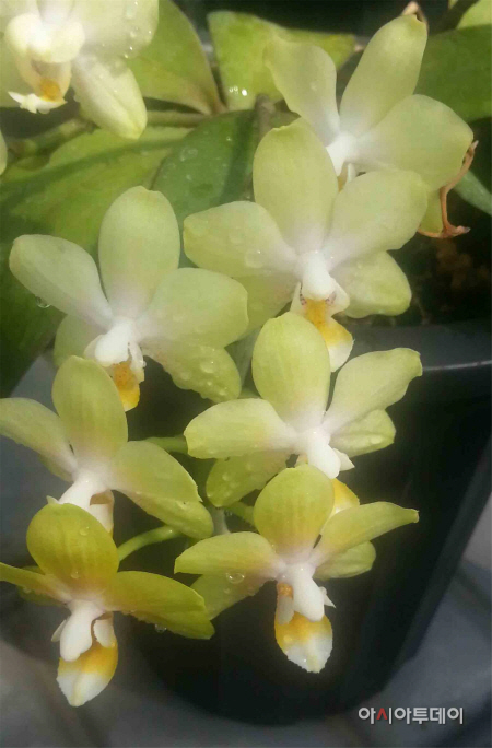 옐로우펄