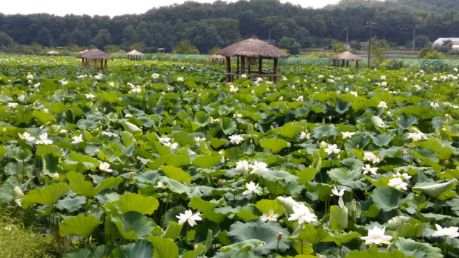 연꽃 경관단지