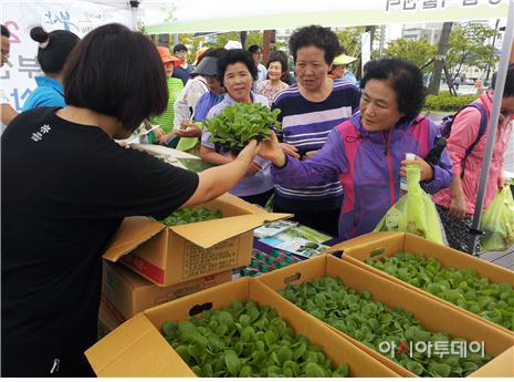 부산시 농업기술센터, 김장배추 모종 나눔행사 개최