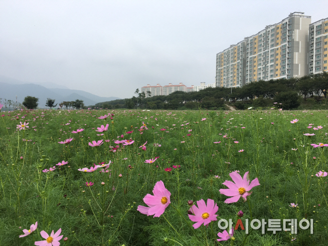 0906 밀양강 둔치 가을의 상징 코스모스 만발