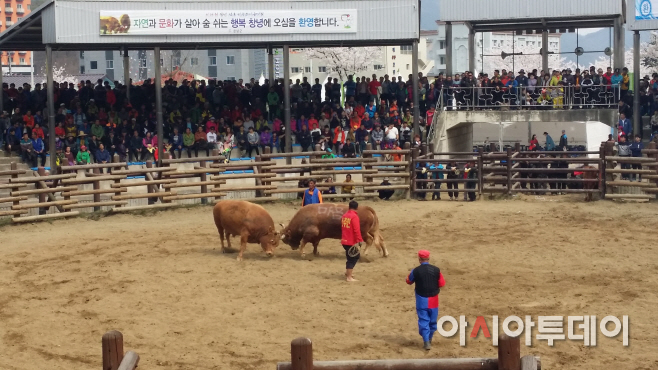 소싸움대회1
