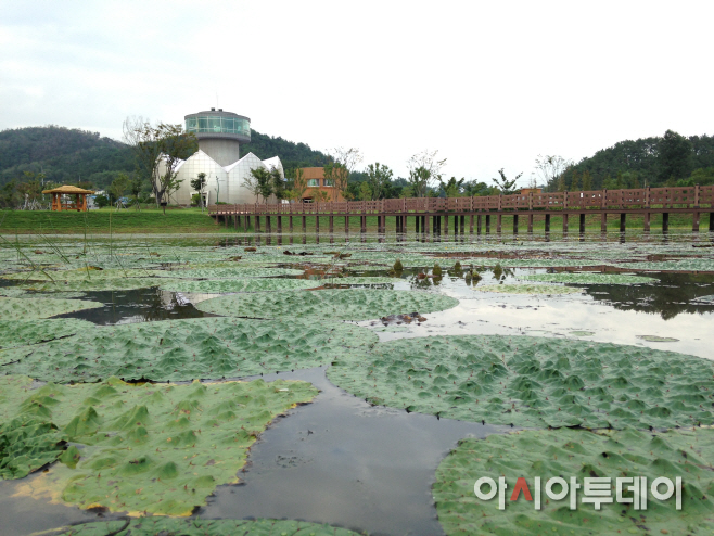 가사연꽃
