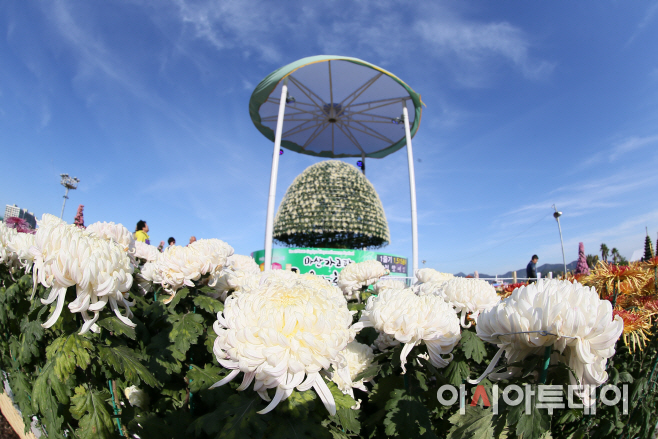마산가고파국화축제01