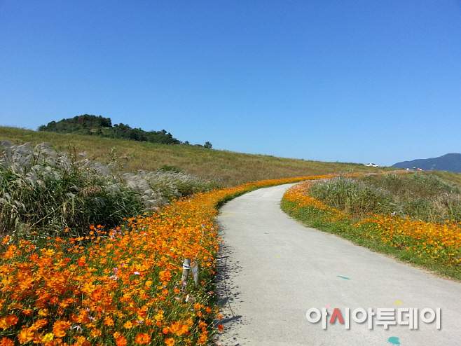 0929 가을의 문을 여는 초동코스모스연가길(1)