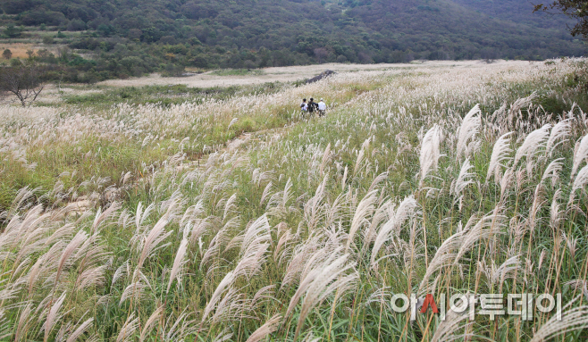 1005 밀양 재약산 사자평 억새 황금물결(3)
