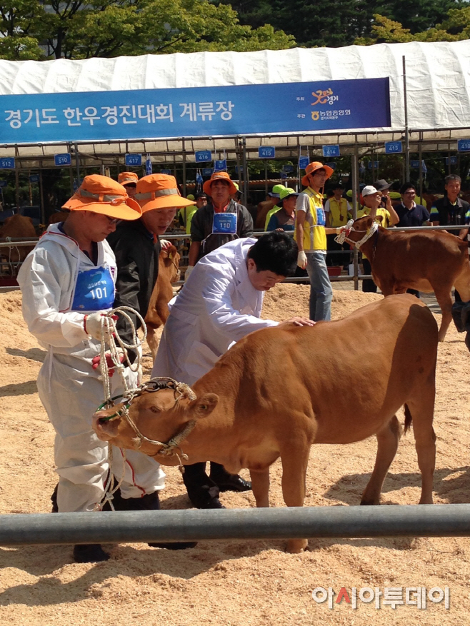 지난대회 한우평가