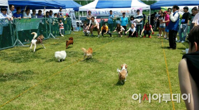 반려동물