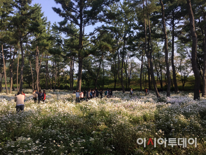 1014 구절초 향기와 함께 가을 정취를 느껴 보세요(2)