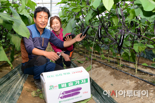 달성군 비슬가지 출하