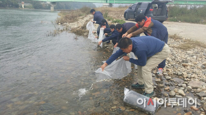 1018 밀양강 연어,은어,붕어로 가득차다(1)