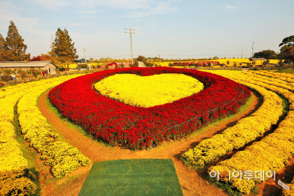 서산국화축제 대형하트국화