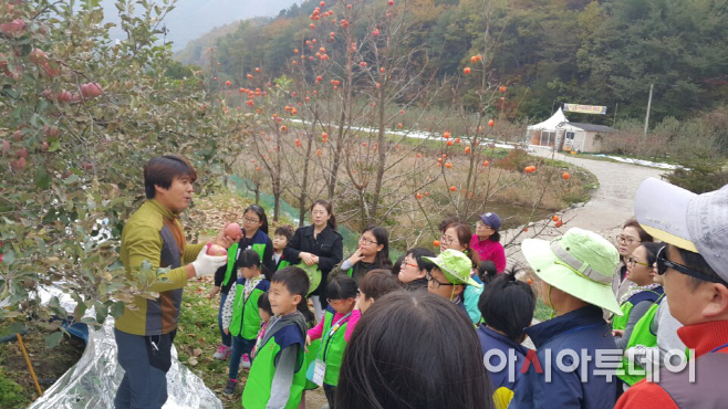 창녕군 드림스타트 사과따기 장면