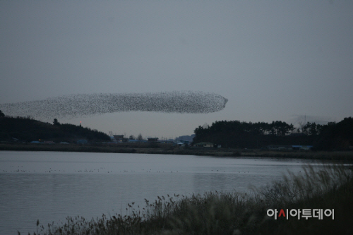 (14일)군산-서천 철새여행 -가창오리군무 (6)