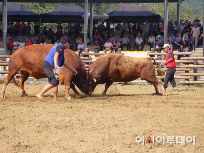 보도자료 소싸움사진3