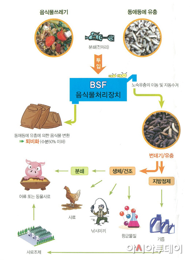 동애등에 모식도