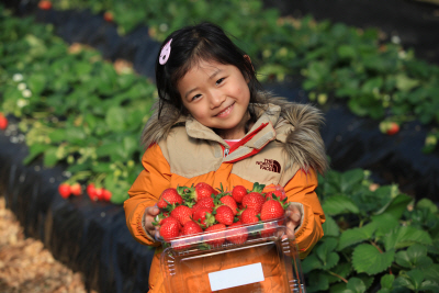 유기농 딸기 수확 체험