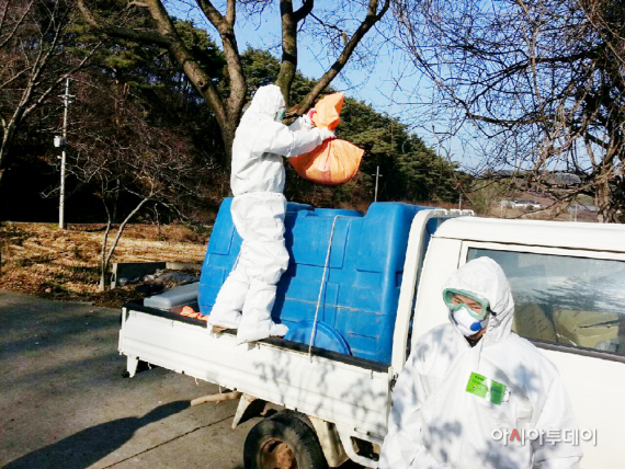 서산시 살처분 모습