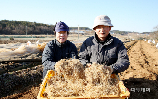 서산 속새 수확