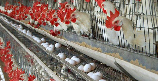 Our_poultry_image