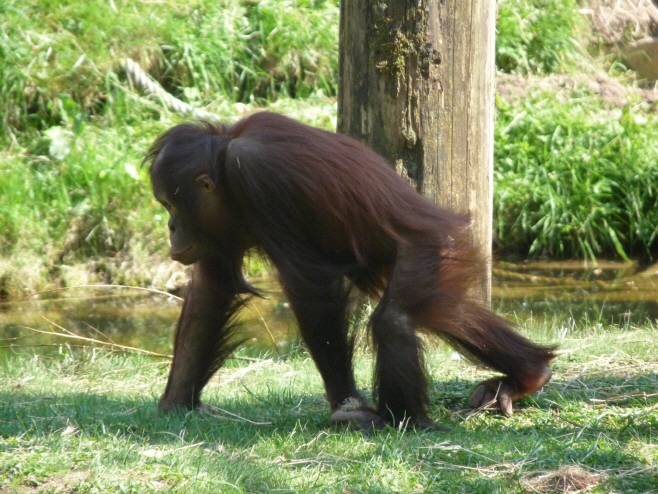 orangutan-1390071820du6