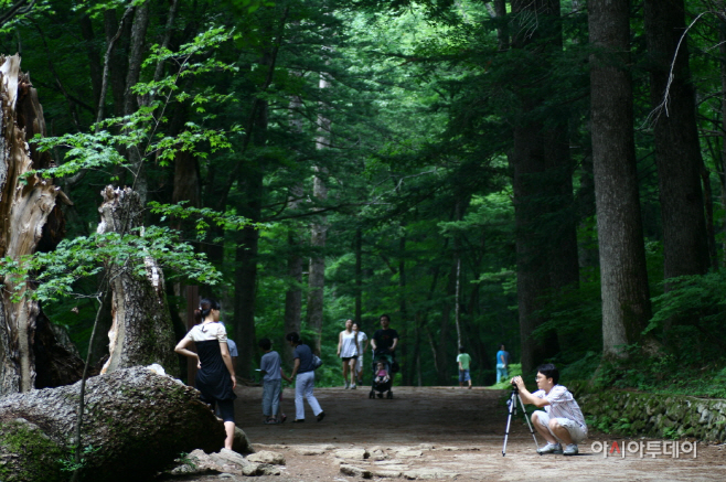 오대산 국립공원 전나무 숲