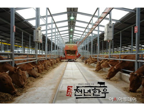 1 경주천년한우(2)