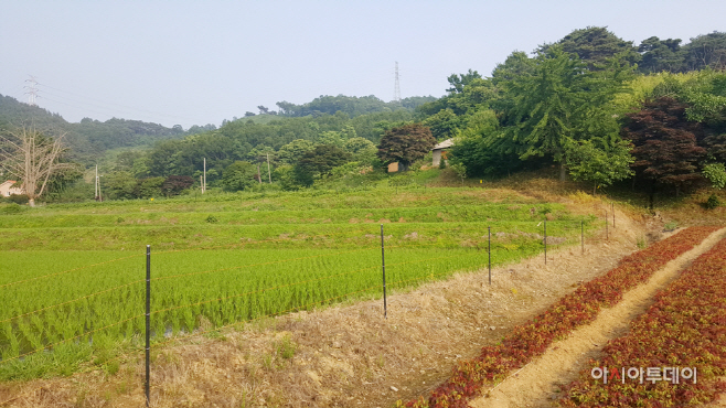 서산 전기울타리 모습