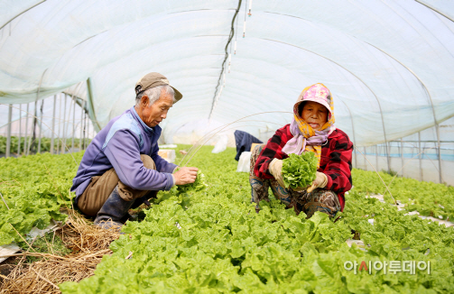 서산 상추 수확이 한창