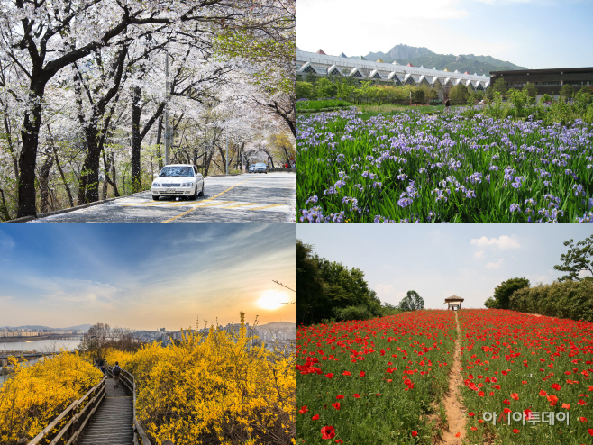 광진구 워커힐길(벚꽃)-tile