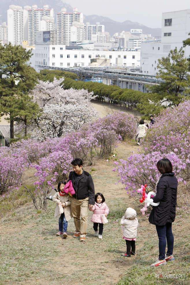 효성 진달래축제