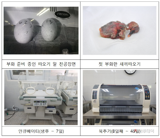 따오기 붙임사진