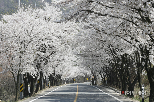 0412 장곡사 벚꽃길1