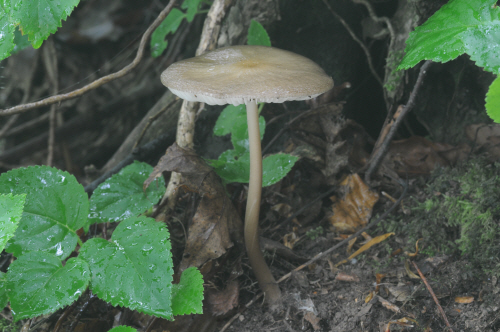 Hymenopellis orientalis