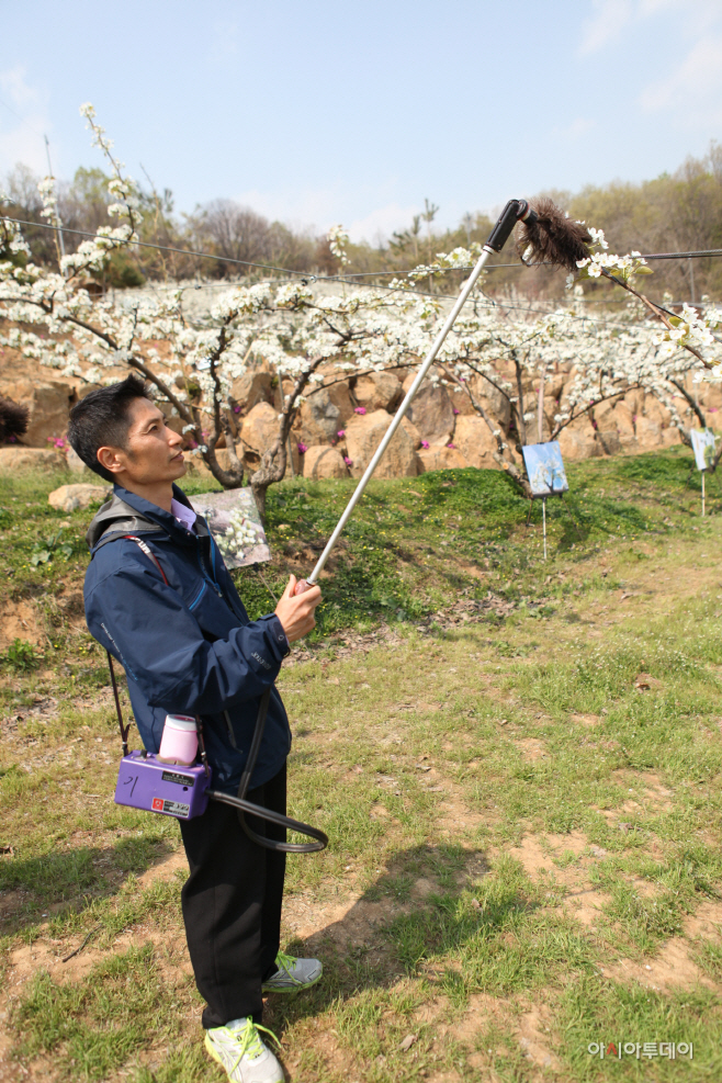 남양주먹골배 안정적 결실을 위한 인공수분 철저 당부