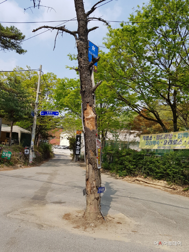 고기동 고목나무