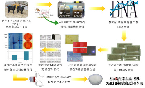 (브리핑)흑염소 반추위 유전자 발굴 과정