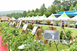 여주 금사 참외축제