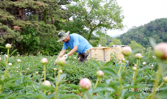 서산시 작약 수확 모습