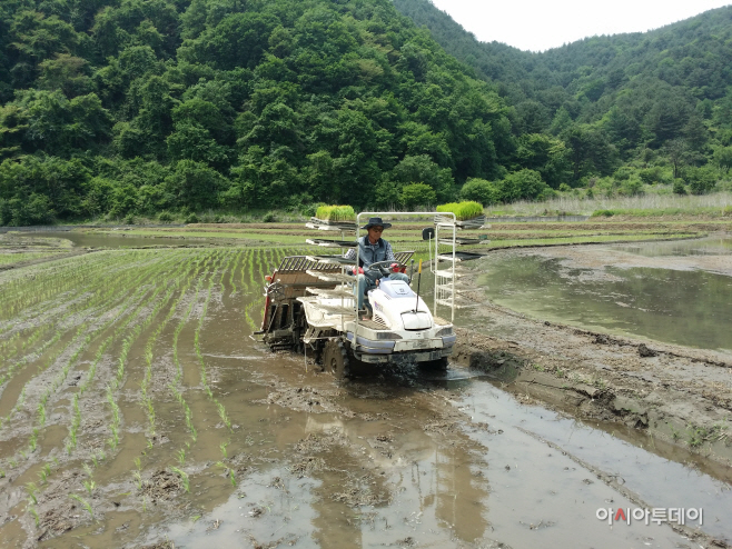 북면지도자모내기