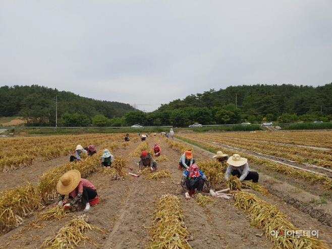 170601(창녕군 농촌일손돕기 총력)