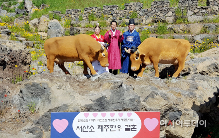 서산한우와 제주한우 이색 결혼식