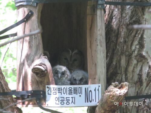 긴점박이올빼미 포육 성공 2017-05-11 10-58-43