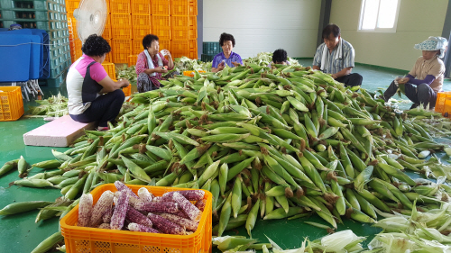 곡성 찰옥수수 가공공장